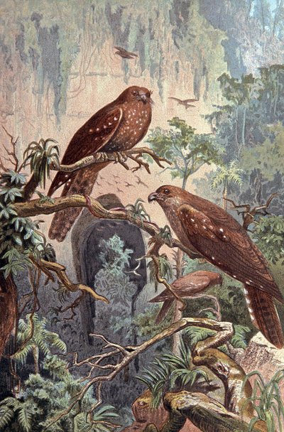 Cave Guacharo, n. 1910 (kuva) af Wilhelm Kuhnert