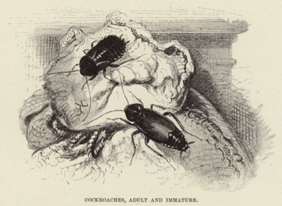 Kakerlakker, voksne og umodne af Wilhelm Kuhnert