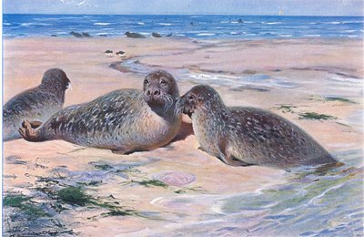 Almindelig sæl, fra Wildlife of the World udgivet af Frederick Warne & Co, ca. 1900 af Wilhelm Kuhnert