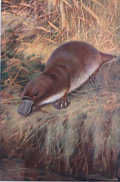 Andenæb, illustration fra Wildlife of the World, ca. 1910 af Wilhelm Kuhnert