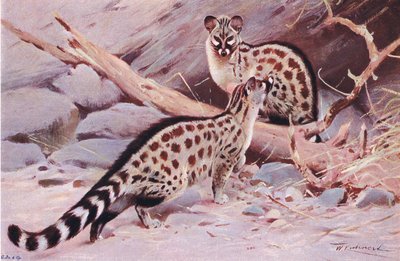 Dungola Genet, illustration fra Wildlife of the World, ca. 1910 af Wilhelm Kuhnert