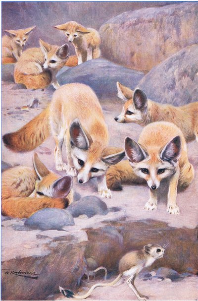 Fennec og Jerboa, illustration fra Wildlife of the World, ca. 1910 af Wilhelm Kuhnert