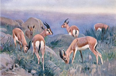 Gazelle, fra Wildlife of the World udgivet af Frederick Warne & Co, ca. 1900 af Wilhelm Kuhnert