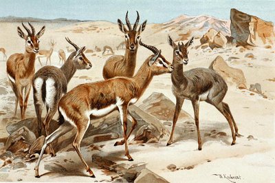 Gazeller, tallerken fra "Brehms Tierleben: Allgemeine Kunde des Tierreichs", bd. 3, s. 9, udgivet af Bibliographisches Institut af Wilhelm Kuhnert