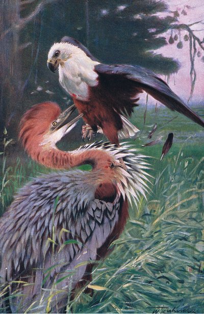 Kæmpehejre og havørn, illustration fra Wildlife of the World, ca.1910 af Wilhelm Kuhnert