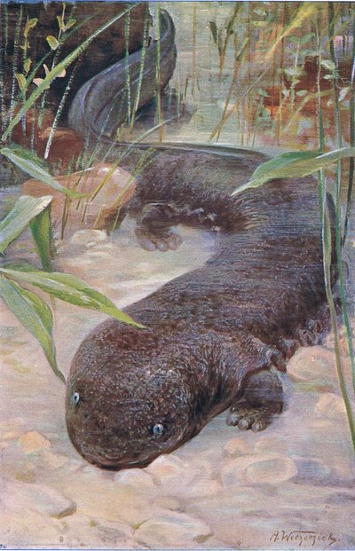 Giant Salamander, fra Wildlife of the World udgivet af Frederick Warne & Co, ca. 1900 af Wilhelm Kuhnert