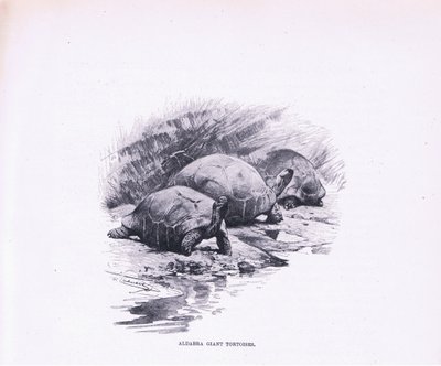 Kæmpeskildpadder, illustration fra Wildlife of the World, ca.1910 af Wilhelm Kuhnert