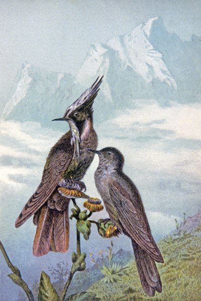 Hummingbird maske, ca. 1910 (illustration) af Wilhelm Kuhnert