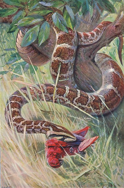 Indian Python, fra Wildlife of the World udgivet af Frederick Warne & Co, ca. 1900 af Wilhelm Kuhnert