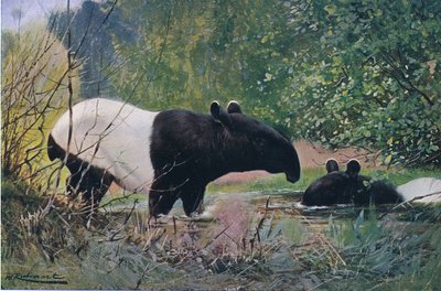 Indian Tapir, fra Wildlife of the World udgivet af Frederick Warne & Co, ca. 1900 af Wilhelm Kuhnert