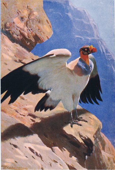 King Vulture, fra Wildlife of the World udgivet af Frederick Warne & Co, ca. 1900 af Wilhelm Kuhnert