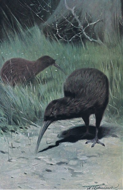 Kiwi, illustration fra Wildlife of the World, ca. 1910 af Wilhelm Kuhnert