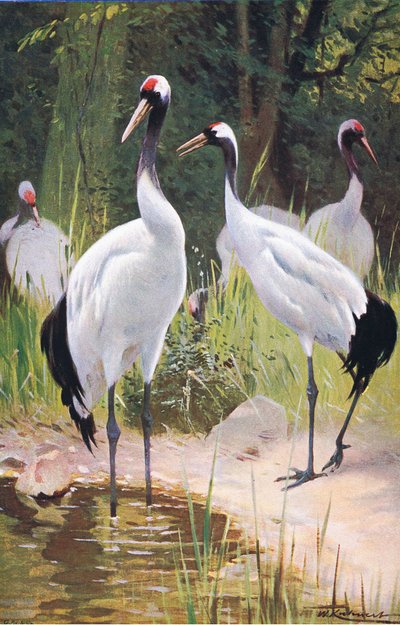Manchurian Crane, fra Wildlife of the World udgivet af Frederick Warne & Co, ca. 1900 af Wilhelm Kuhnert
