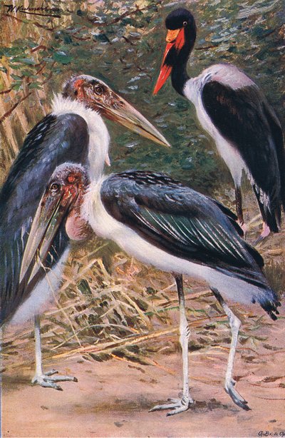 Marabou og Jabiru, illustration fra Wildlife of the World, ca. 1910 af Wilhelm Kuhnert