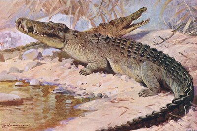 Nile Crocodile, illustration fra Wildlife of the World, ca. 1910 af Wilhelm Kuhnert