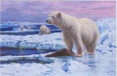 Isbjørn, fra Wildlife of the World udgivet af Frederick Warne & Co, ca. 1900 af Wilhelm Kuhnert