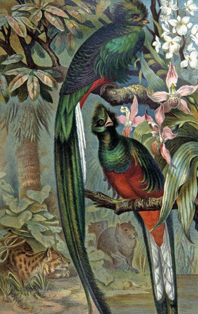Quetzal strålende, ca. 1910 (illustration) af Wilhelm Kuhnert