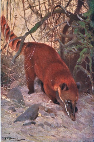Red Coati, fra Wildlife of the World udgivet af Frederick Warne & Co, ca. 1900 af Wilhelm Kuhnert