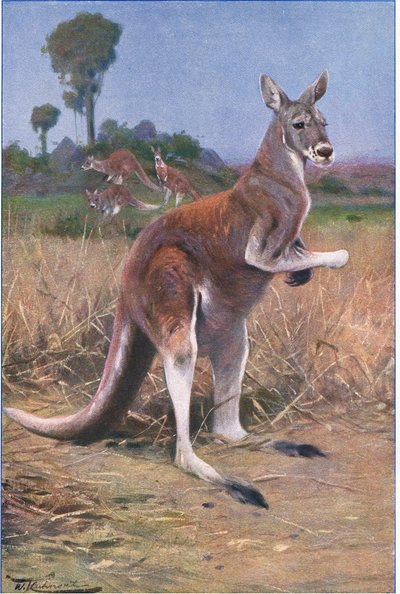 Rød kænguru, illustration fra Wildlife of the World, c.1910 af Wilhelm Kuhnert