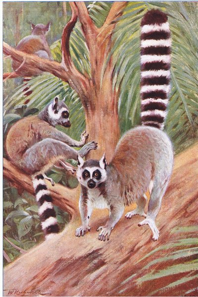 Ringhalet lemur, illustration fra Wildlife of the World, ca. 1910 af Wilhelm Kuhnert