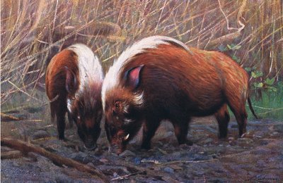 River Hog, illustration fra Wildlife of the World, c.1910 af Wilhelm Kuhnert