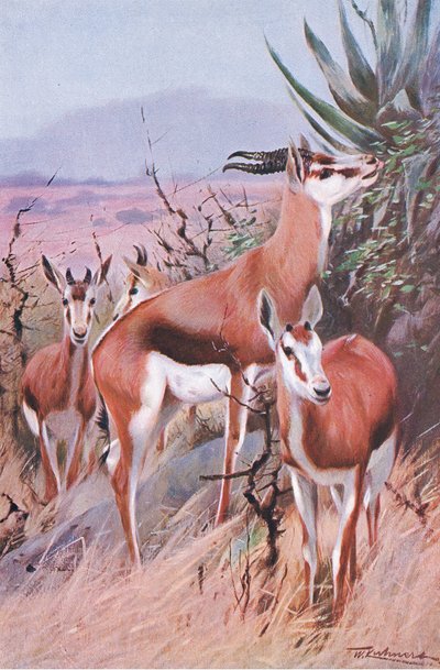 Springbok, illustration fra Wildlife of the World, c.1910 af Wilhelm Kuhnert