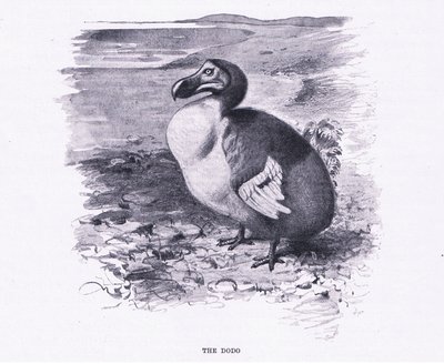 The Dodo, illustration fra Wildlife of the World, ca. 1910 af Wilhelm Kuhnert