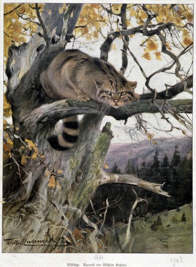 Wild Cat - Akvarel af Wilhelm Kuhnert af Wilhelm Kuhnert