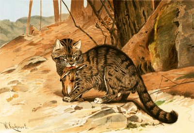 Vild kat af Wilhelm Kuhnert