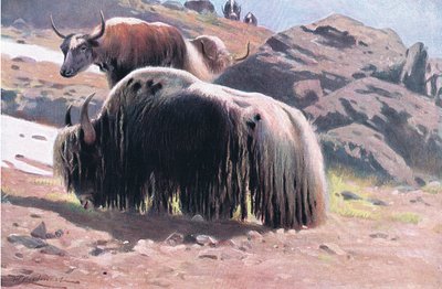 Yak, fra Wildlife of the World udgivet af Frederick Warne & Co, ca. 1900 af Wilhelm Kuhnert