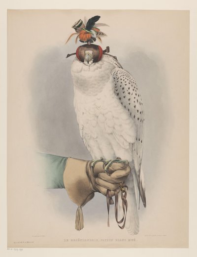 Hvid Grønlandsfalk Le groënlandais, faucon blanc mué (titel på objekt) af Willem Bastiaan van Wouw (possibly)
