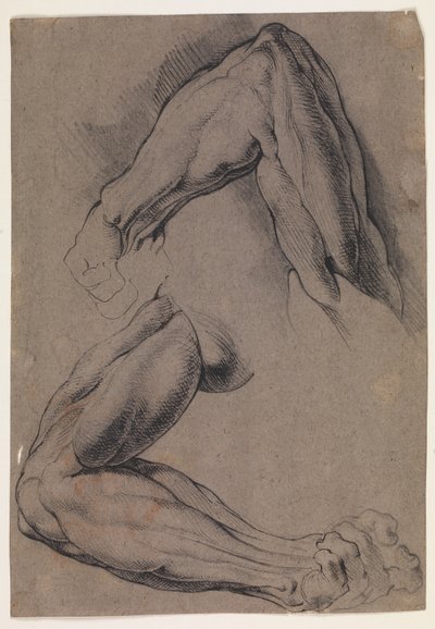 Anatomisk undersøgelse (écorché). To undersøgelser af en mands flåede venstre arm af Willem Panneels