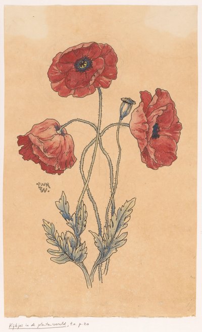 valmuer af Ludwig Willem Reymert Wenckebach