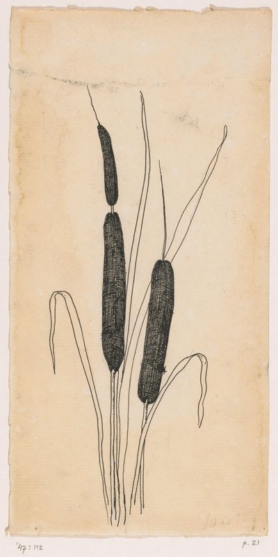 cattails af Willem Wenckebach