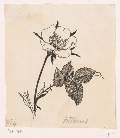 Vild rose af Willem Wenckebach