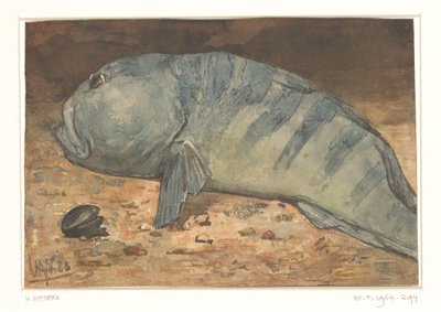 Set fra siden af en fisk af Willem Arnoldus Witsen