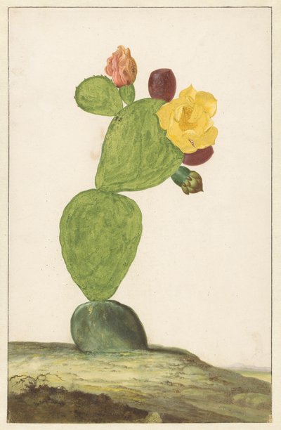 Prickly Pear i blomst af Willem de Heer