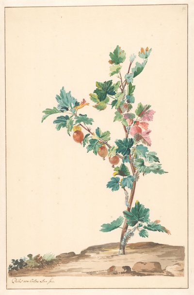 En stikkelsbær i et landskab af Willem van Leen (attributed to)