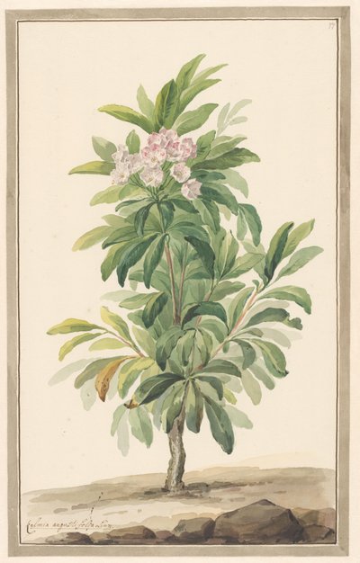 Smalbladige lepelboom i landskab (Kalmia Angustifolia) af Willem van Leen (attributed to)