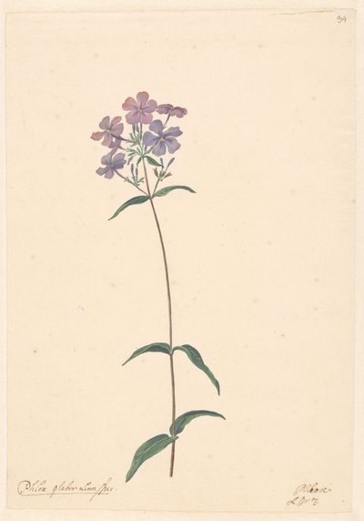 En gren af ​​en floks af Willem van Leen (attributed to)