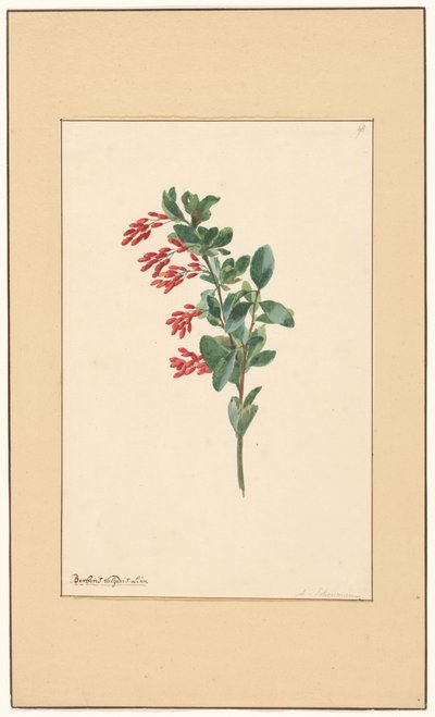 Gren af ​​en berberis af Willem van Leen (attributed to)