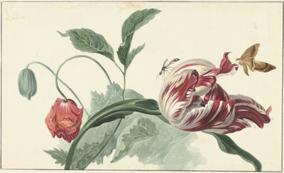 Tulipan og en valmue af Willem van Leen (attributed to)