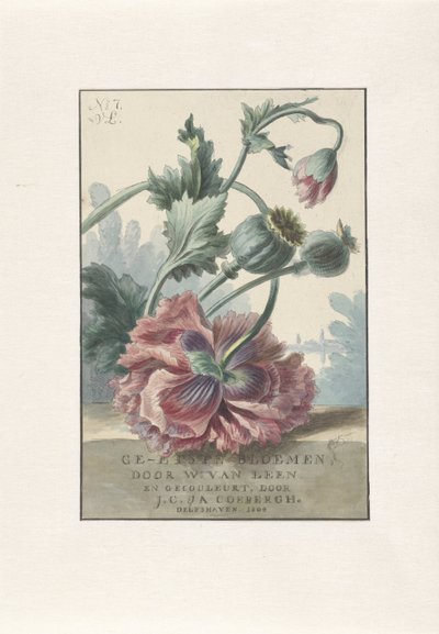 valmuer Titeltryk for: W. van Leen og J.C. & JA. Coebergh, Ætsede blomster, 1804 af Willem van Leen