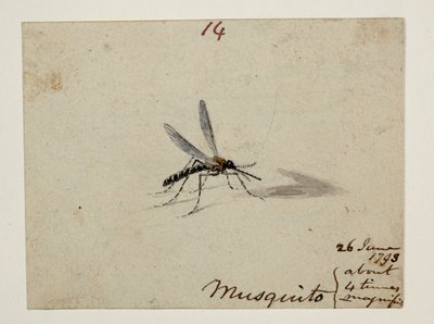 WD 961 f.14 af William Alexander