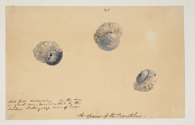 WD 961 f.20 af William Alexander