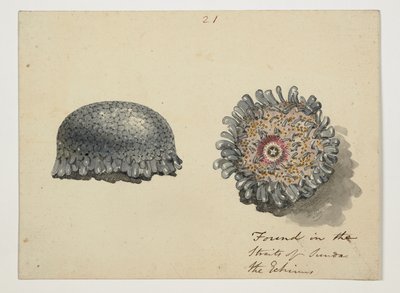 WD 961 f.21 af William Alexander