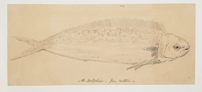 WD 961 f.24 af William Alexander