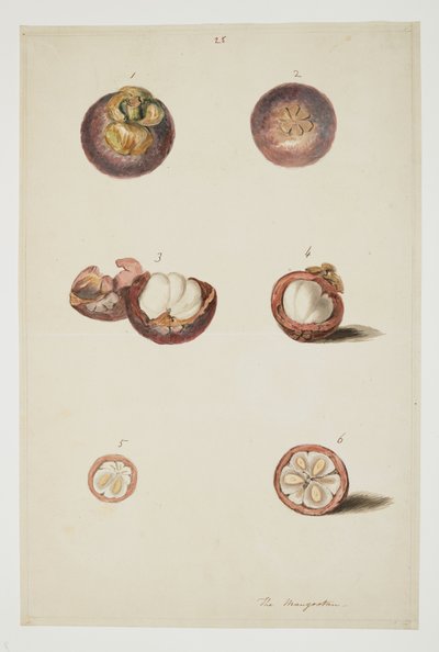 WD 961 f.25 af William Alexander