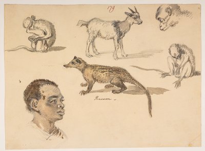f.65 179 Mandshoved, vaskebjørn, ged og aber, fra et album med 372 tegninger af landskaber, kystlinjer, kostumer og hverdagsliv lavet under Lord Macartneys ambassade til kejseren af Kina, mellem 1792 og 1794 (blyant og akvarel på papir) af William Alexander