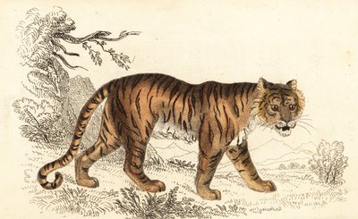 Bengalsk tiger, Panthera tigris tigris., 1834 (gravering) af William Alexander Forbes